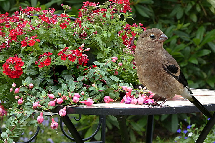brown bird on the table near red flowers