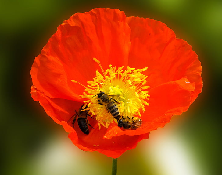 three yellow bees on red and yellow poppy closeup photo