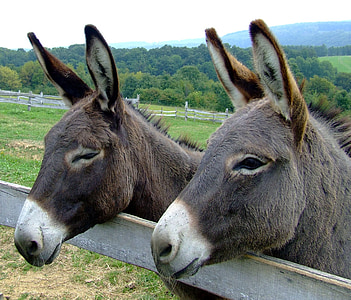 two brown donkeys