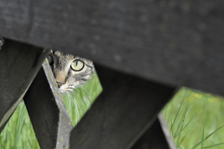 closeup photography of brown tabby cat sneaking in brown wooden fence