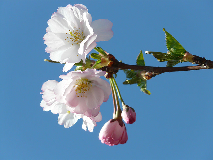 low angle of white flowering tree