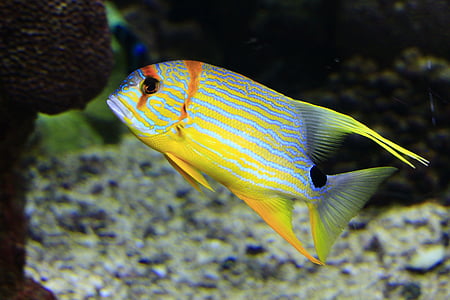 photo of blue and yellow pet fish