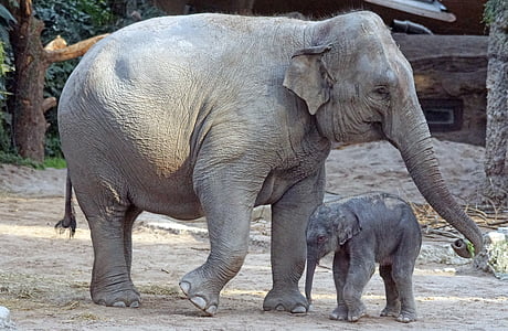 two grey elephants during daytime