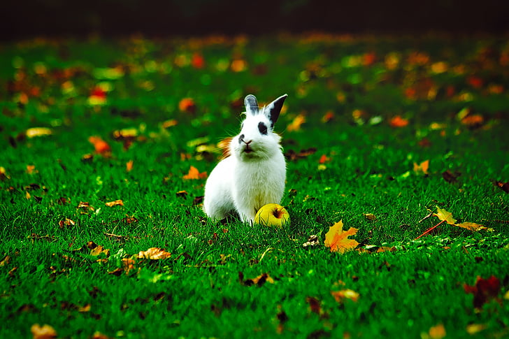 shallow focus photography of white and black rabbit on green grass