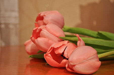 pink tulips on brown wooden surface close up photo