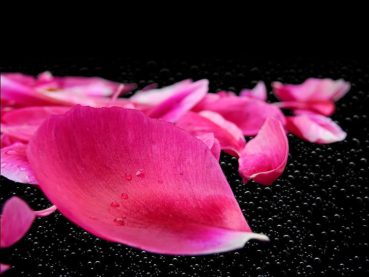 macro photography of pink petals