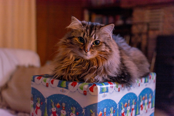 sitting brown maine coon on gift box
