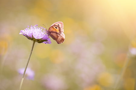 brown butterfly on violet flower macro shot