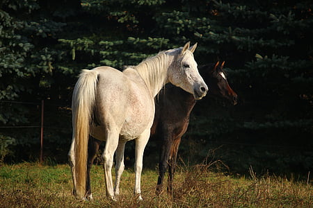 two brown and white horses standing on ground
