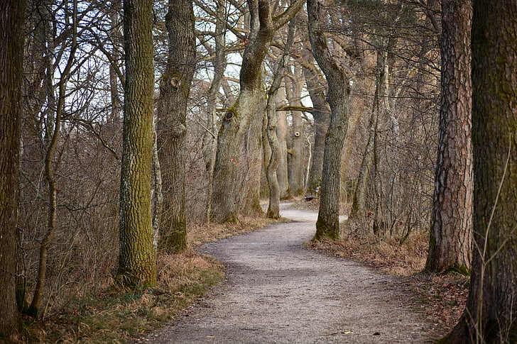 gray pathway between trees at daytime