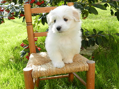 white coton de tulear puppy on brown wooden chair