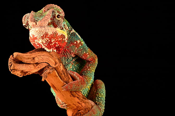closeup photography of green and red chameleon