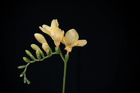 macro photo of yellow freesia flowers