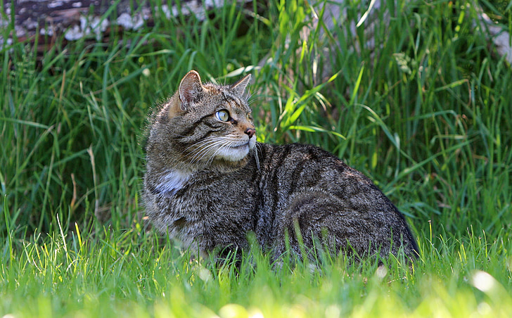 tabby cat sitting near bush