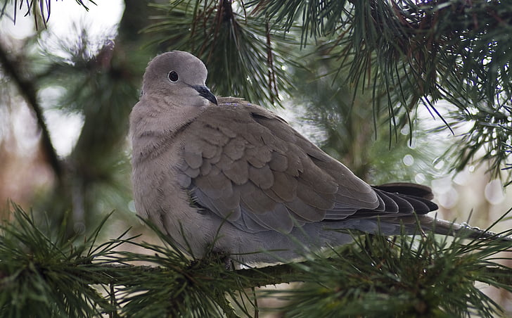 gray and white bird on tree branch during daytime
