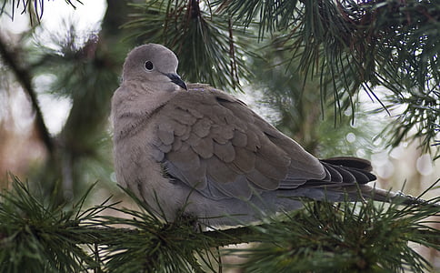 gray and white bird on tree branch during daytime