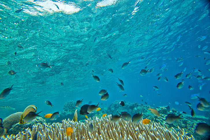 undersea pictures fish