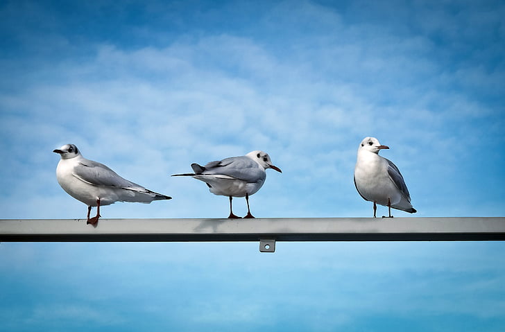 three gulls perched on metal bar under blue sky