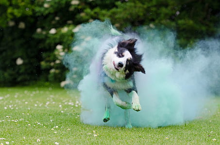 adult white and black border collie running on the field