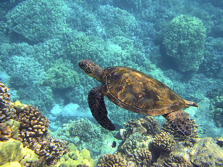 brown turtle in body of water near corals