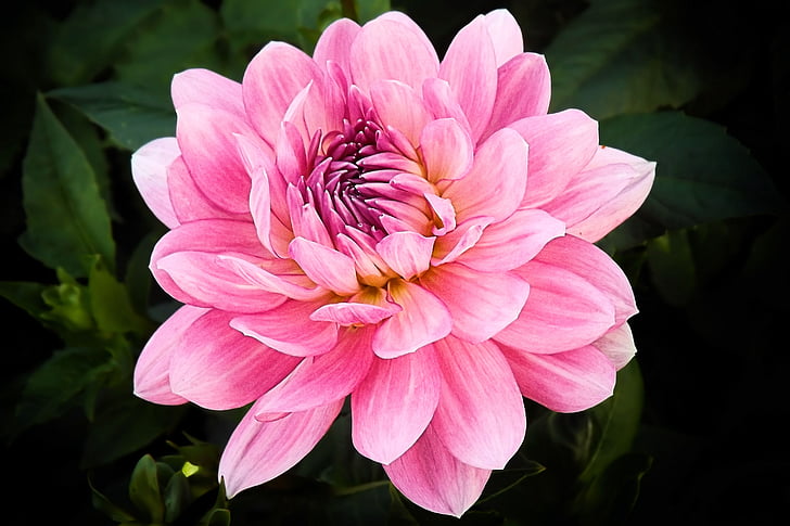 closeup photo of pink dahlia flower