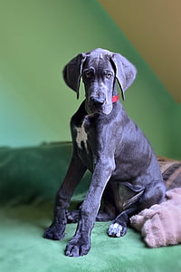 black and white great dane puppy sitting on brown textile