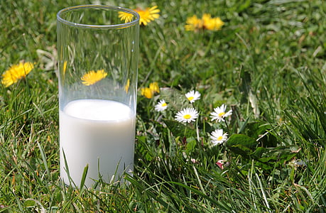 clear drinking glass with filled milk beside white daisy flowers