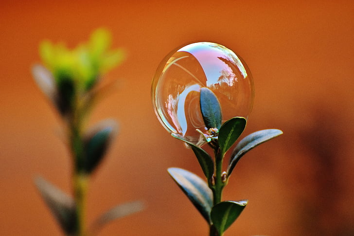 bubble on green leafed plant