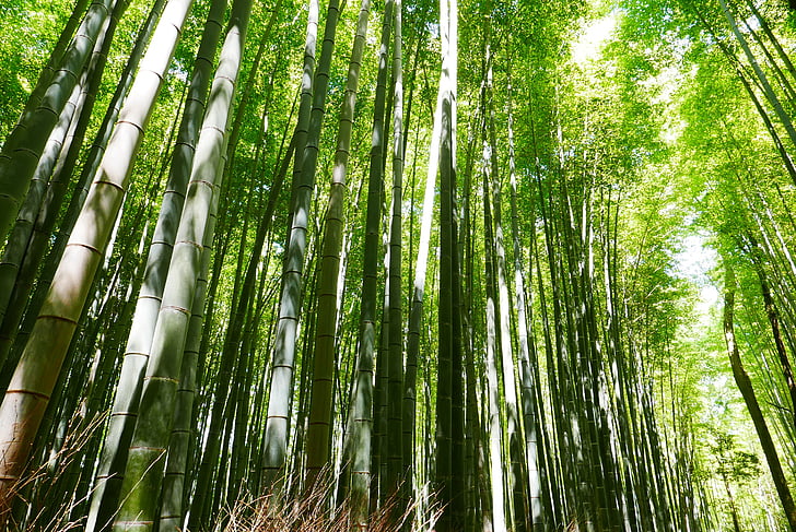 green bamboo trees under white sky at daytime