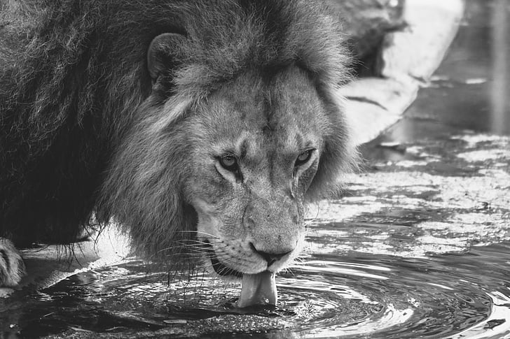 lion drinking water on ground