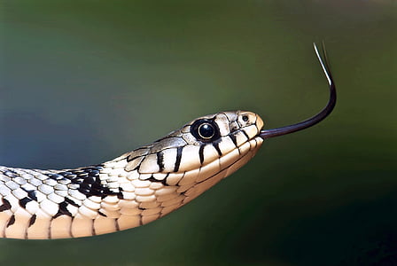 shallow focus photography of beige and black snake
