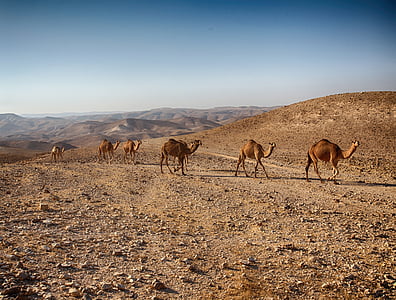 six brown camels walking in desert