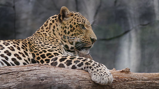 photo of brown leopard on tree log during daytime