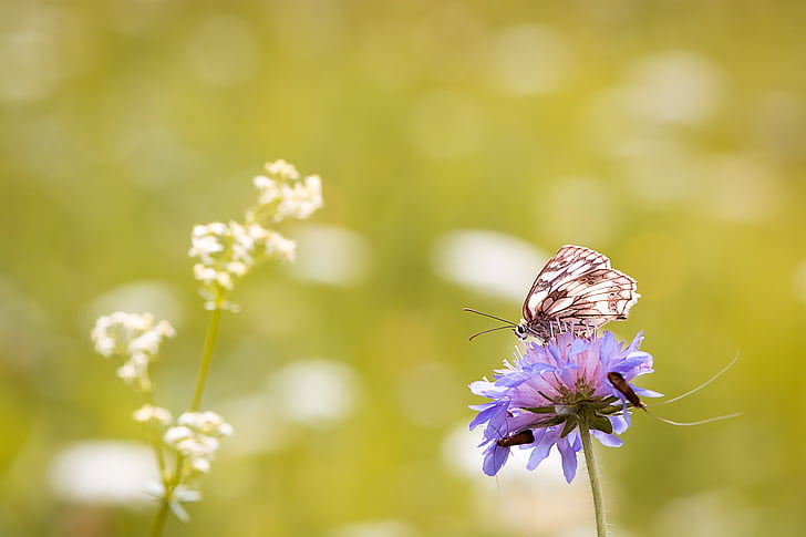 close-up photo of white and brown butterfly perched on purple flower