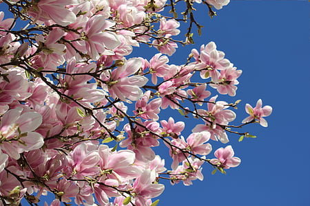 pink flowers under clear blue sky