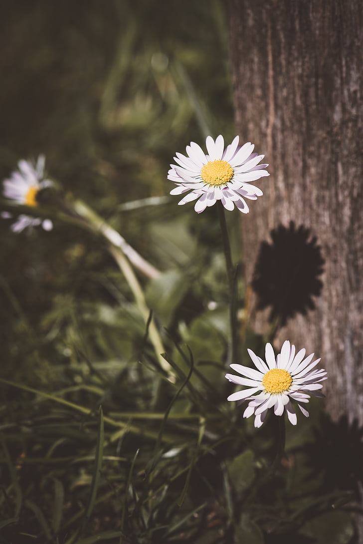 photo of white daisy flowers near brown tree trunk during daytime