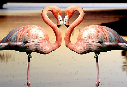 two pink flamingo standing on waters