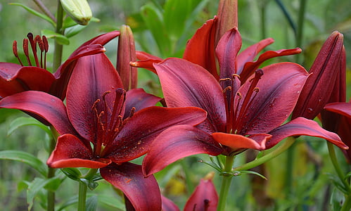 close-up photo of red petaled flowers