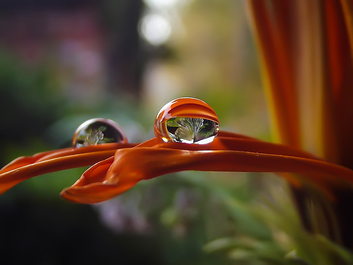 orange petal flower with water droplet in shallow focus photography