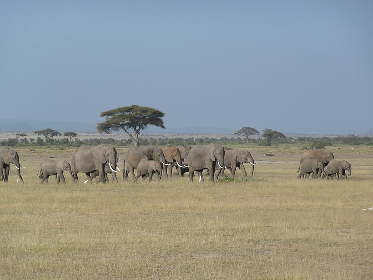 herd of African elephants under blue skies
