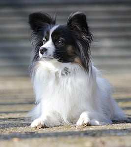 adult white and tan Papillon