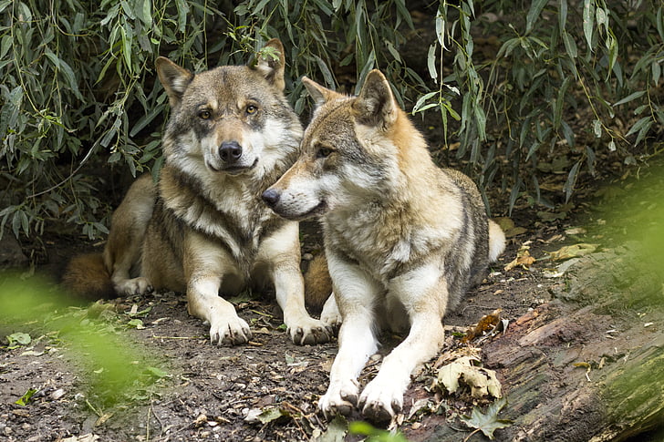 two brown and gray wolves