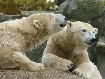 white polar bears