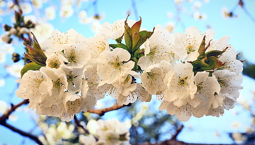 closeup photo of white cherry blossom flowers