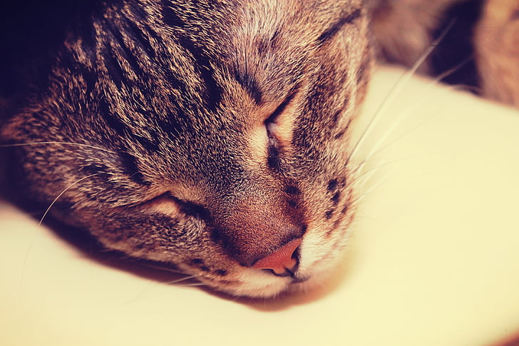 closeup photography of tabby cat
