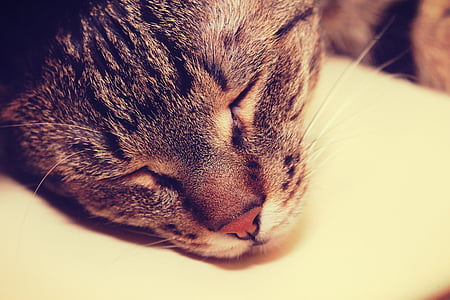 closeup photography of tabby cat