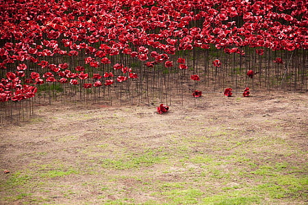red flower field