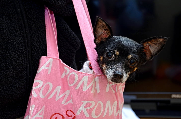 black and brown Rat terrier puppy on pink hand bag
