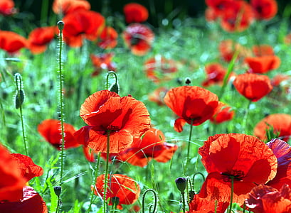 selective focus photo of red poppy flowers