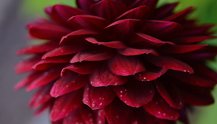 closeup photo ofred dahlia flower